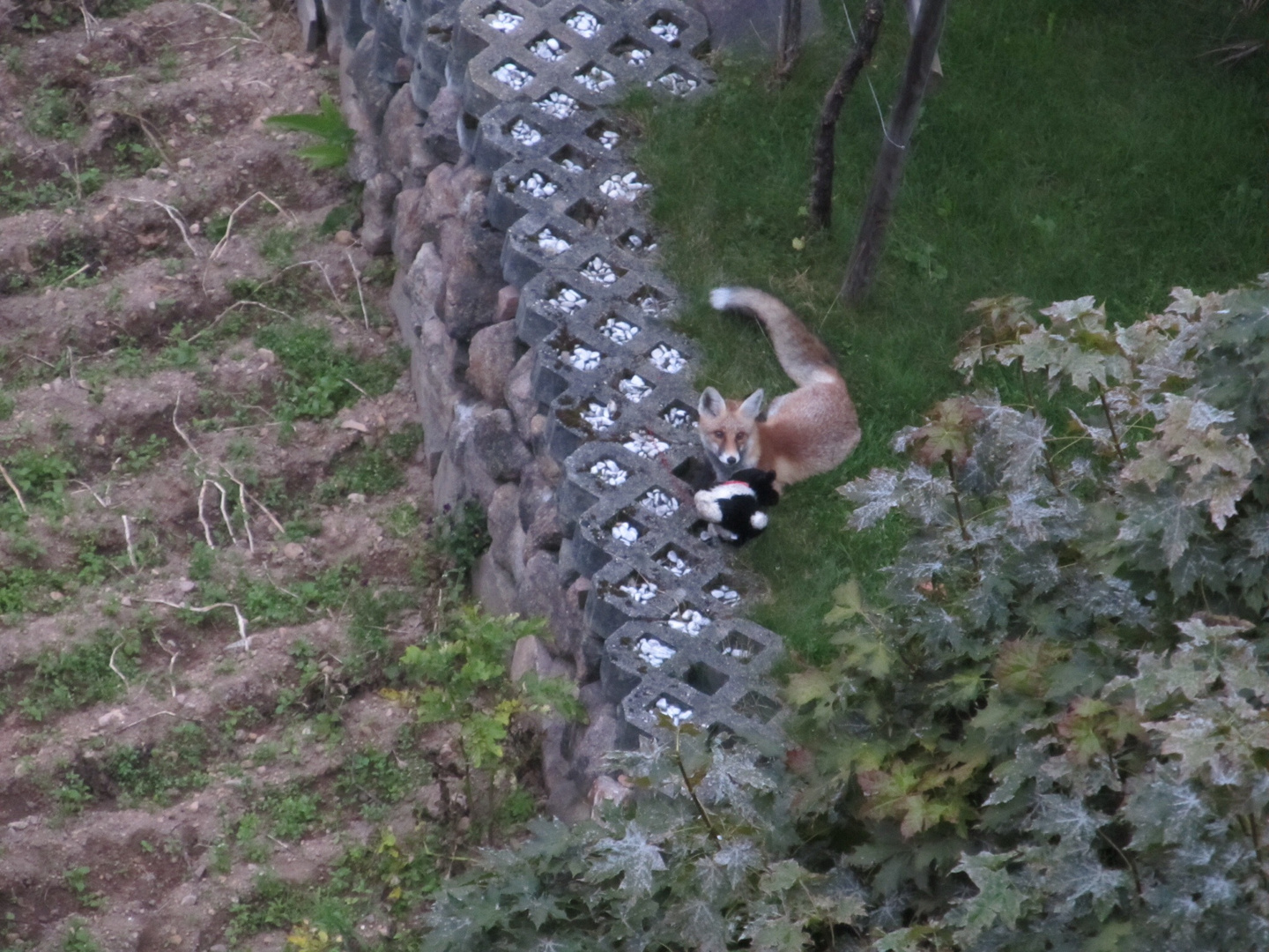 "Besuch"im Garten