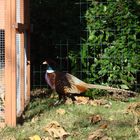 Besuchsstunde der Dame hinter Gittern