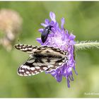 Besucht von einem Schachbrett und zusätzlich einem Käfer biegt sich die Blüte 