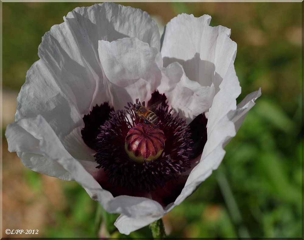 ... besuchter Mohn ...