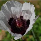 ... besuchter Mohn ...