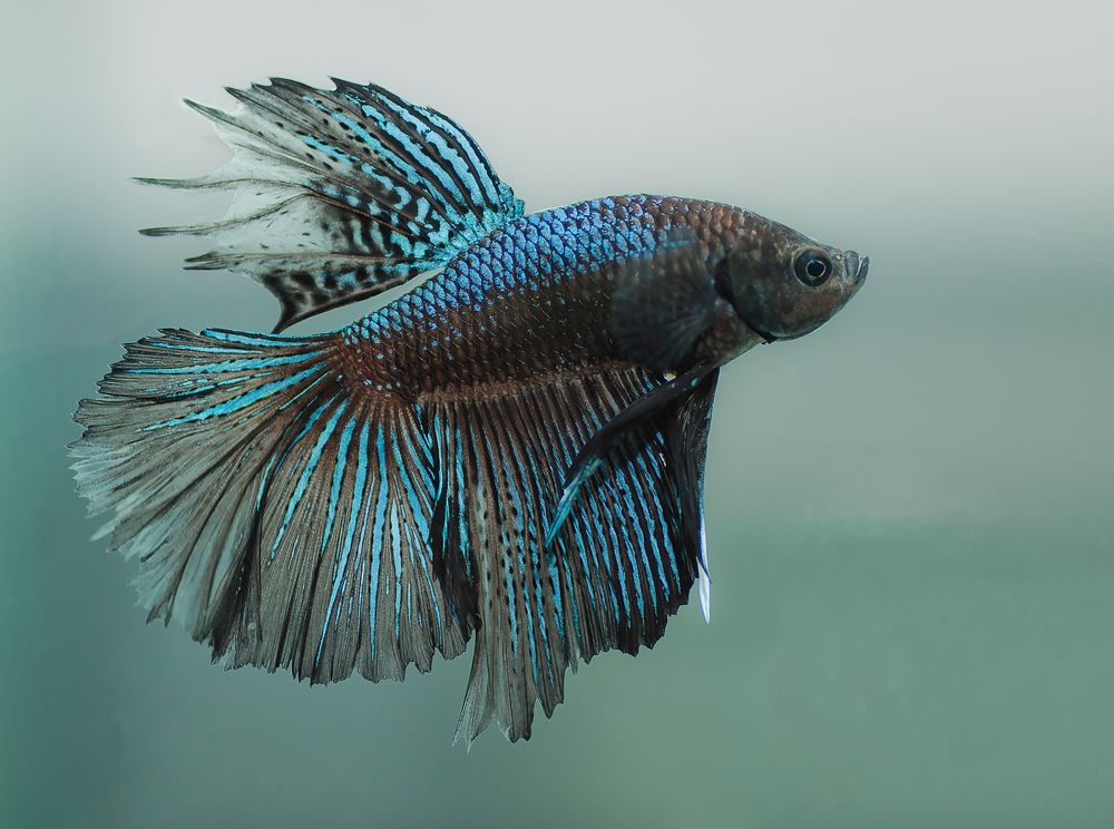 Beta Foto & Bild tiere, haustiere, aquaristik Bilder auf