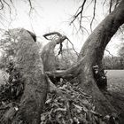 Betagte Baumgruppe im Bürgerpark, Bremen