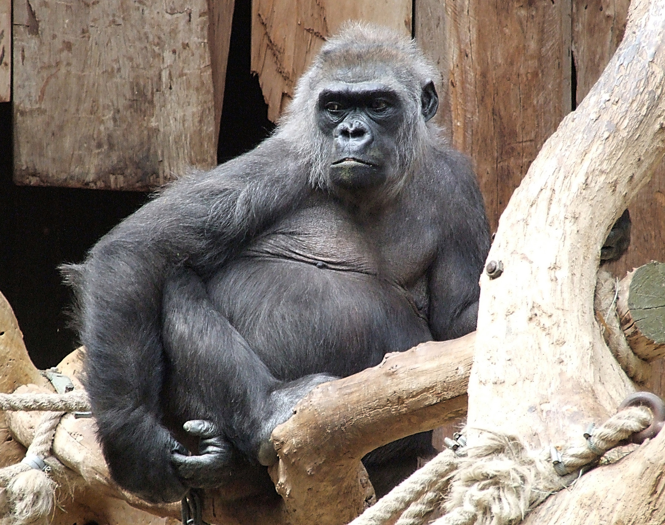 Betagte Gorillafrau im Krefelder Zoo