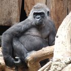 Betagte Gorillafrau im Krefelder Zoo