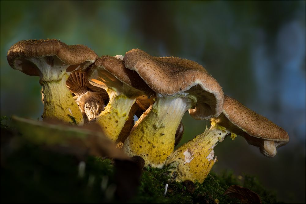 betagte Hallimaschgruppe