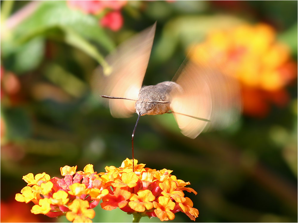 Betankung im Flug...