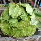 Betel Leaves for Betel Nut Chewing