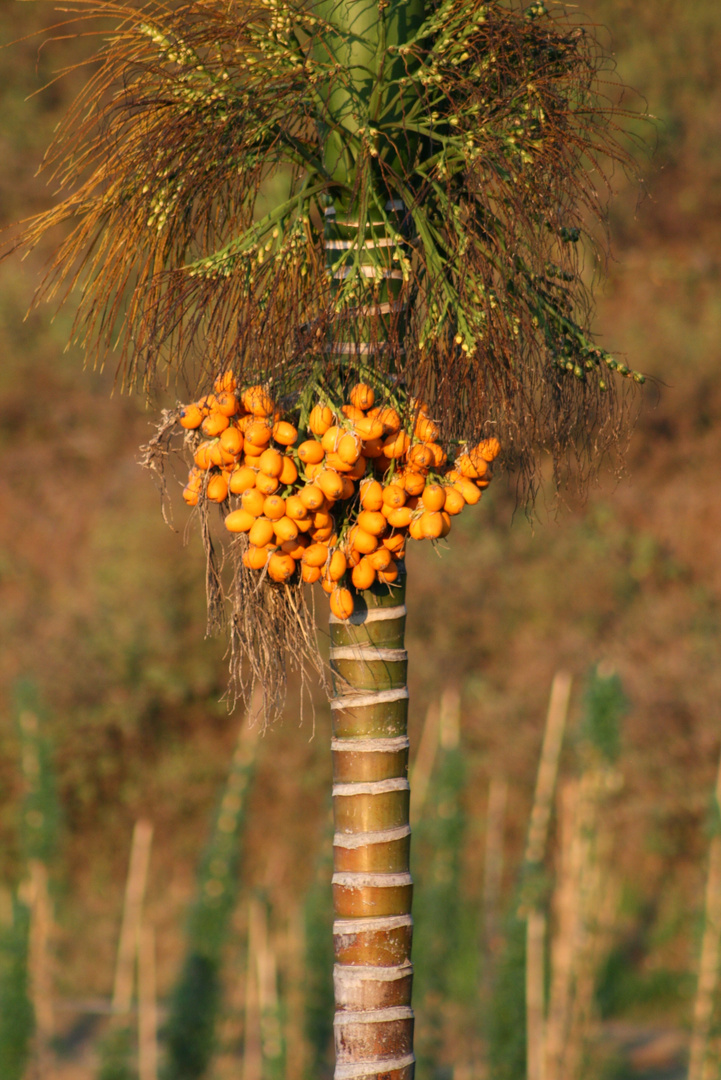 betel nut palm