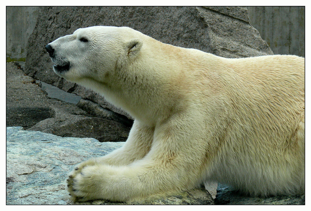 "betender Eisbär"