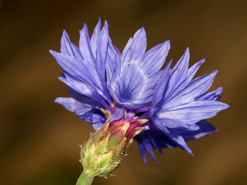 Betörende Farbe