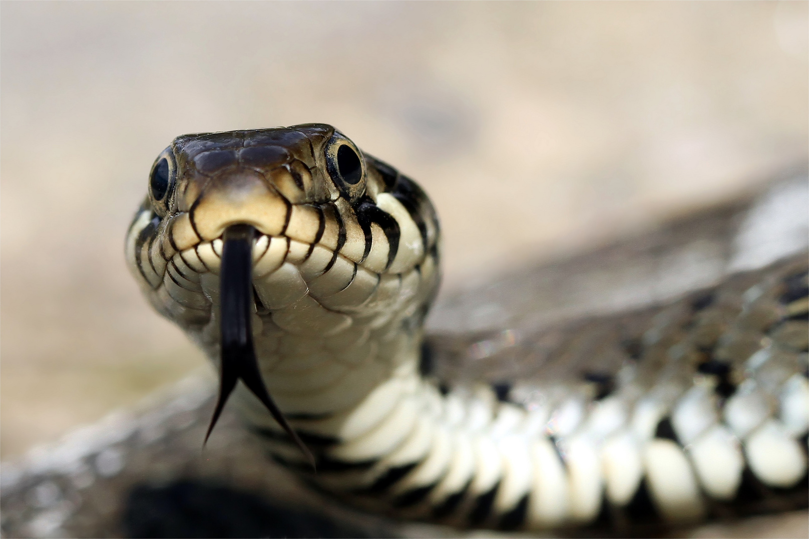 Betörender Blick der Natrix natrix