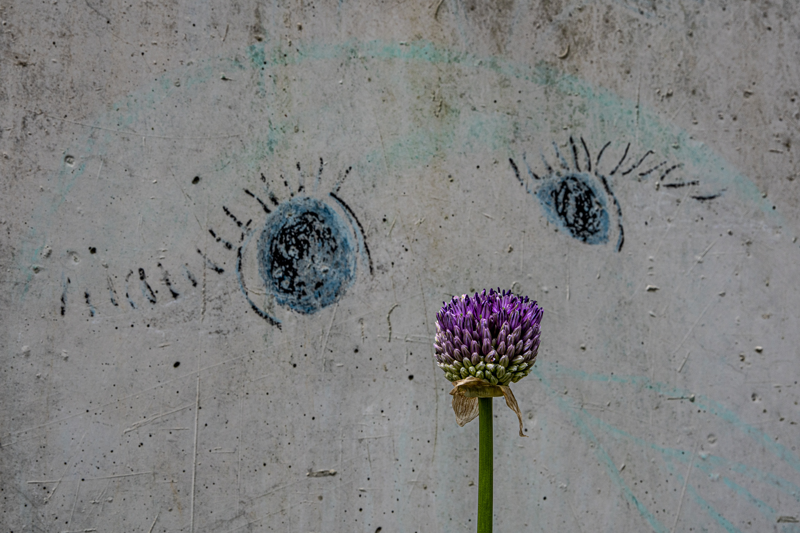 Beton, Streetart, Blume