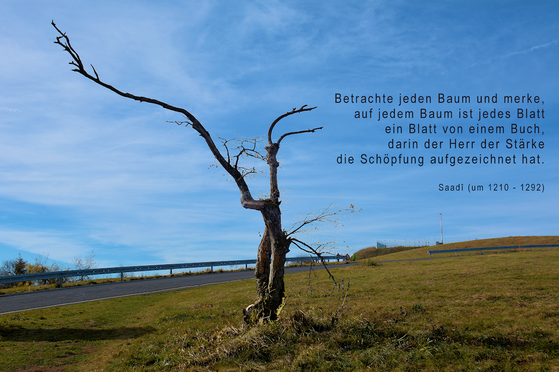 Betrachte jeden Baum...