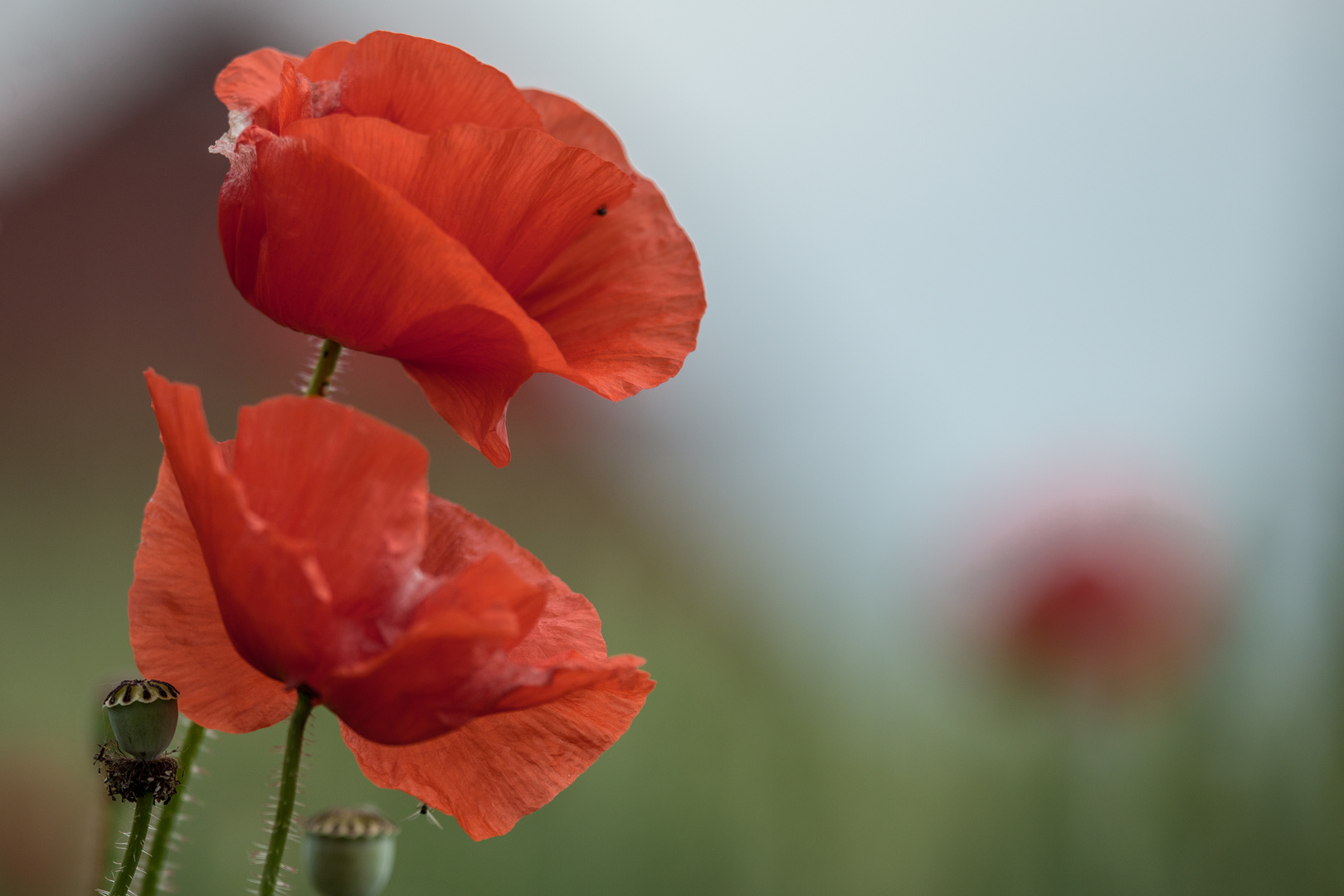 Betrachtung von Mohn