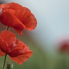 Betrachtung von Mohn