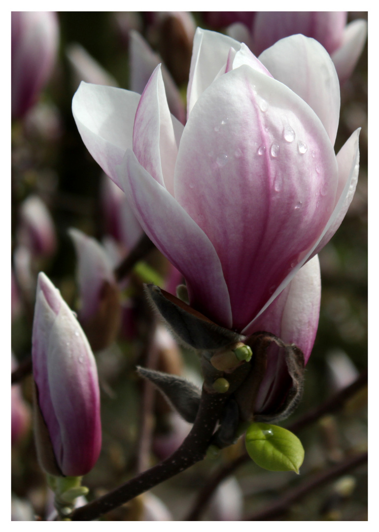 beträufelte Magnolienblüte