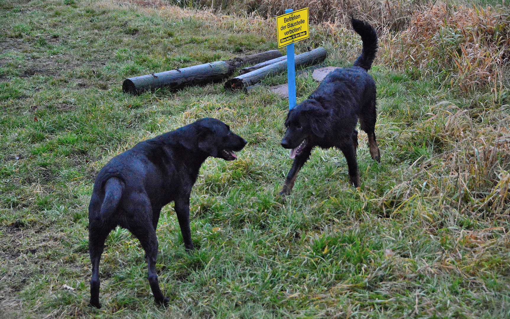 Betreten Der Baustelle Verboten Foto Bild Hunde Hund Natur Bilder Auf Fotocommunity