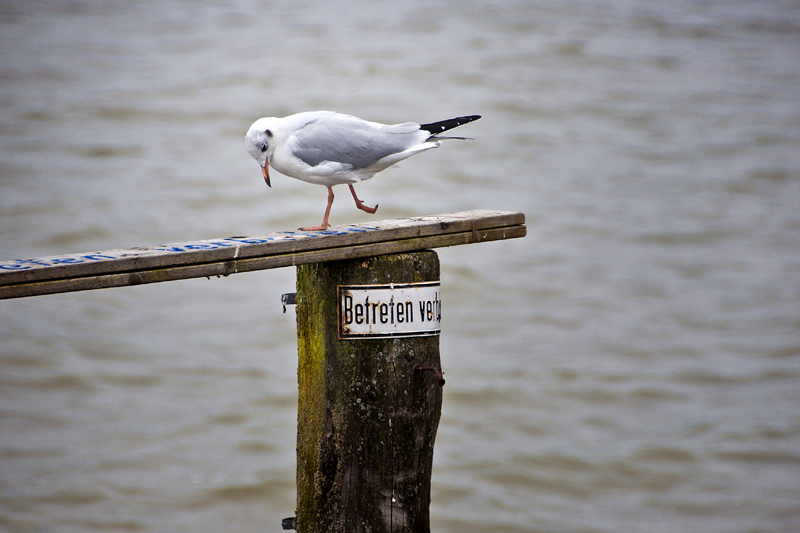 Betreten verboten