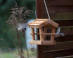 Betrieb am Futterhaus