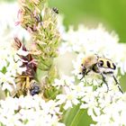 Betrieb auf Blüte und Gräser :-)