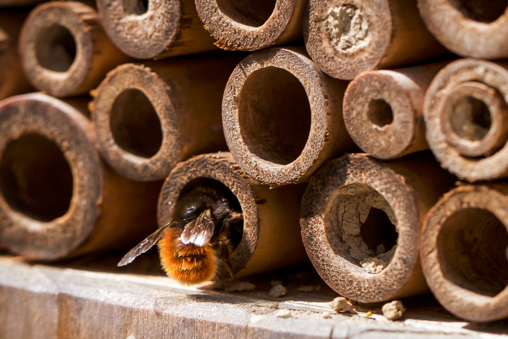 Betrieb in unserem Insektenhotel.