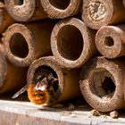 Betrieb in unserem Insektenhotel.