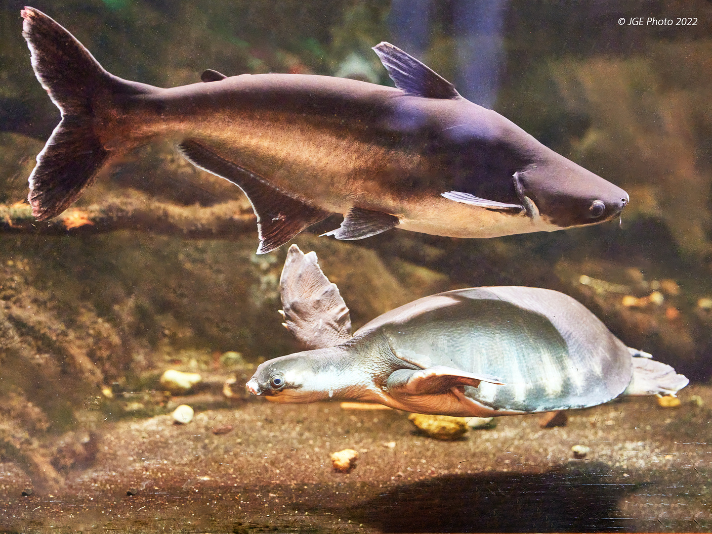 Betriebsamkeit im Aquarium vom Terrarium Landau