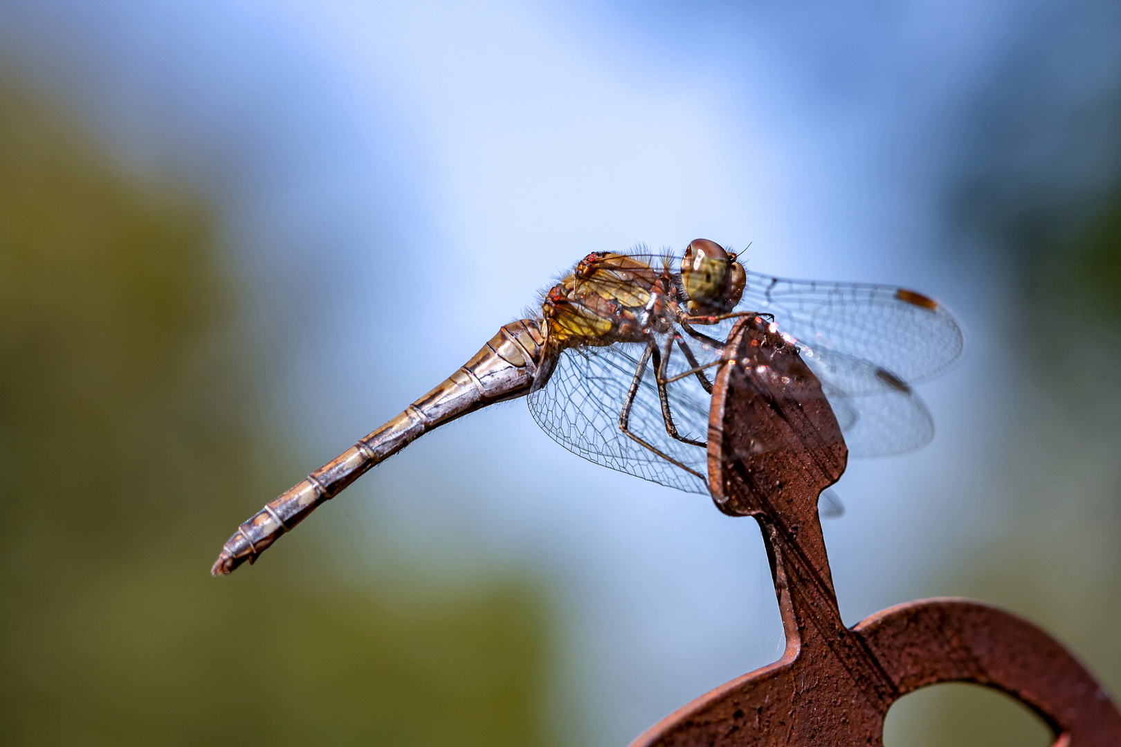 Betriebspause einer Libelle