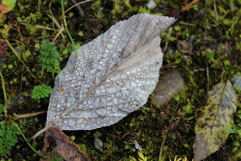  betröpfelt 