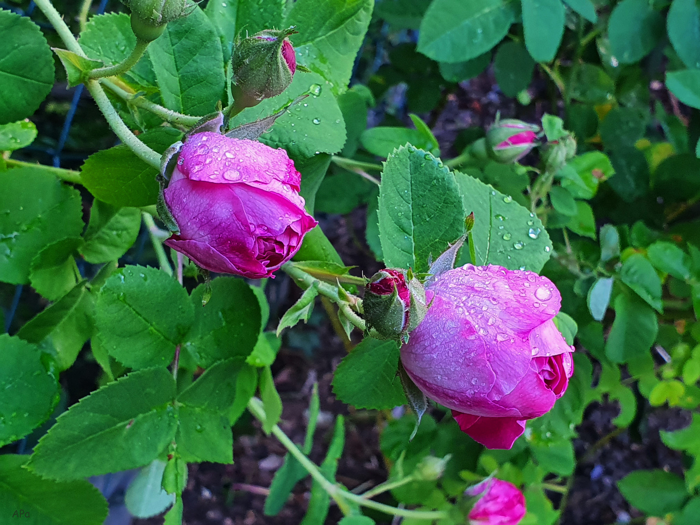 Betröpfelte Rose**