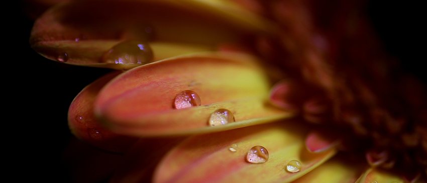 betröppelte Gerbera