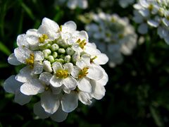 Betröppelte Schleifenblume