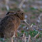 Betroffener Leporidae