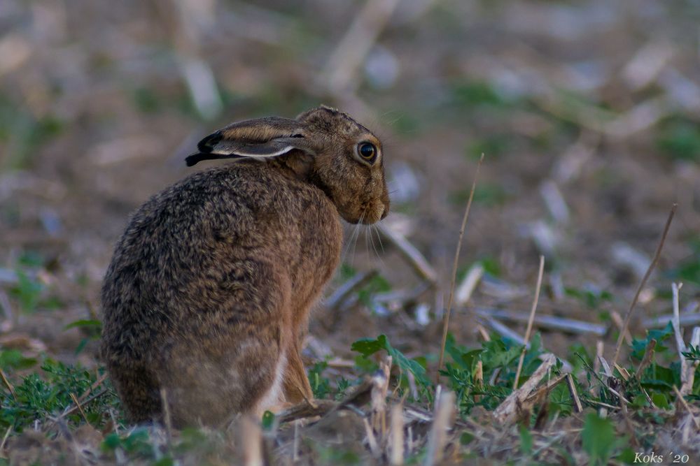 Betroffener Leporidae