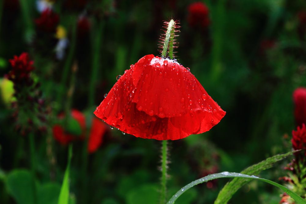 Betropfte Hängeblüte nach Gewitterregen