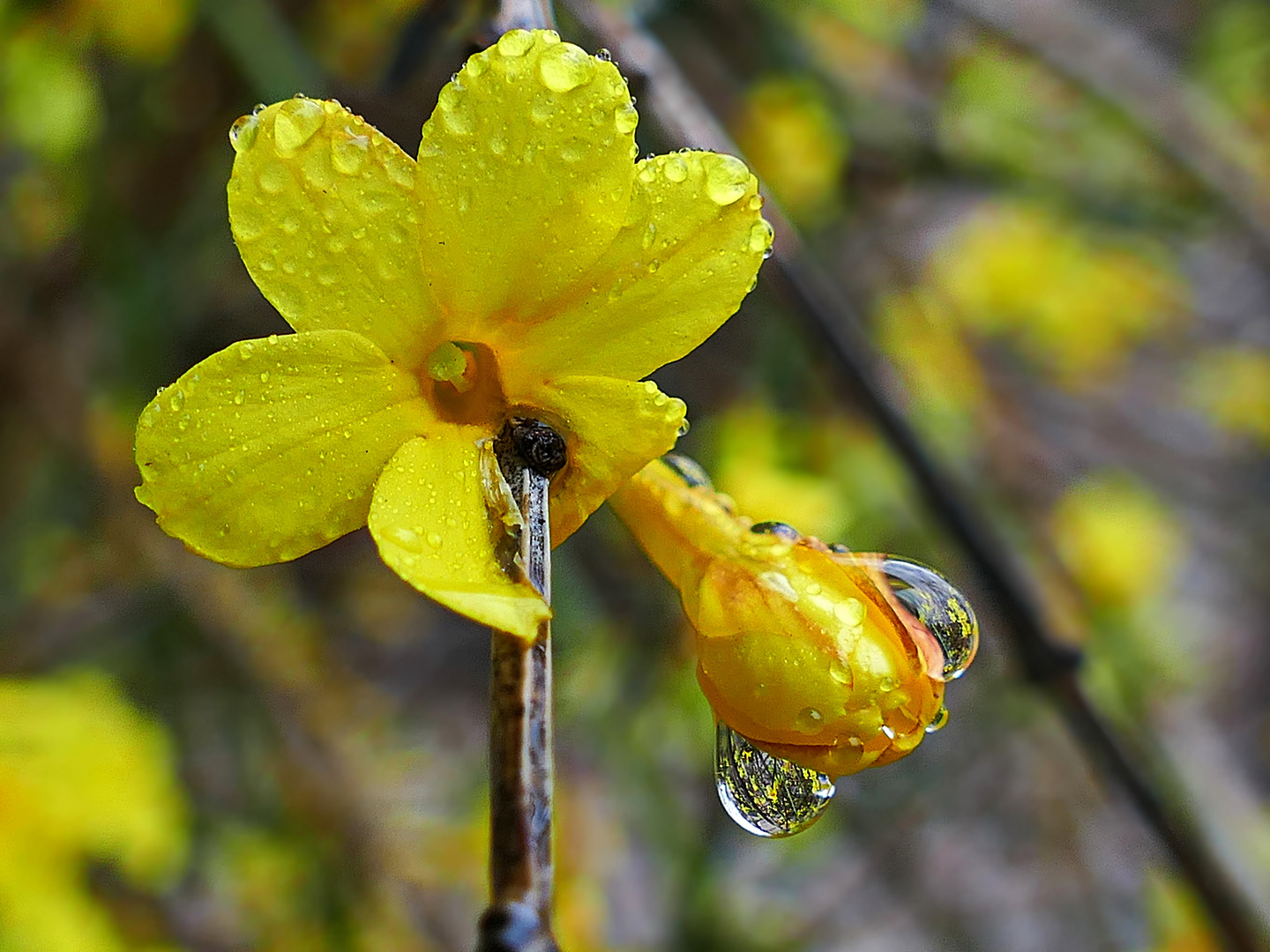 betropfter Winterjasmin