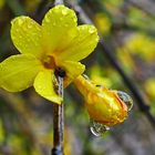 betropfter Winterjasmin