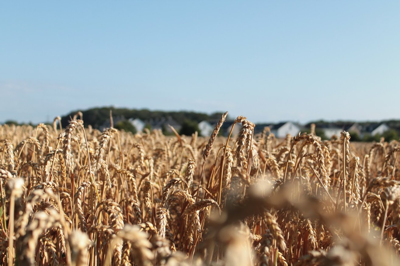 Bett im Kornfeld