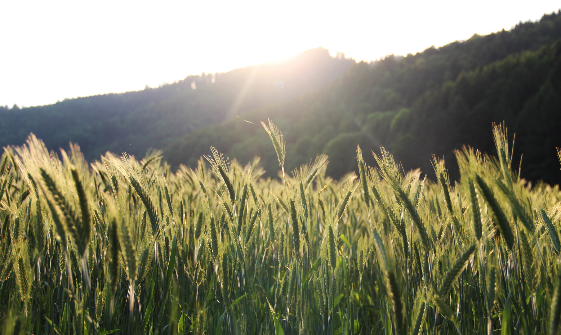 Bett im Kornfeld