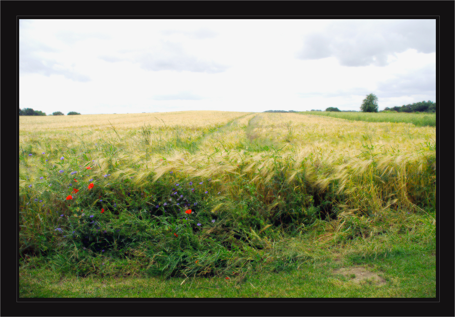 Bett im Kornfeld