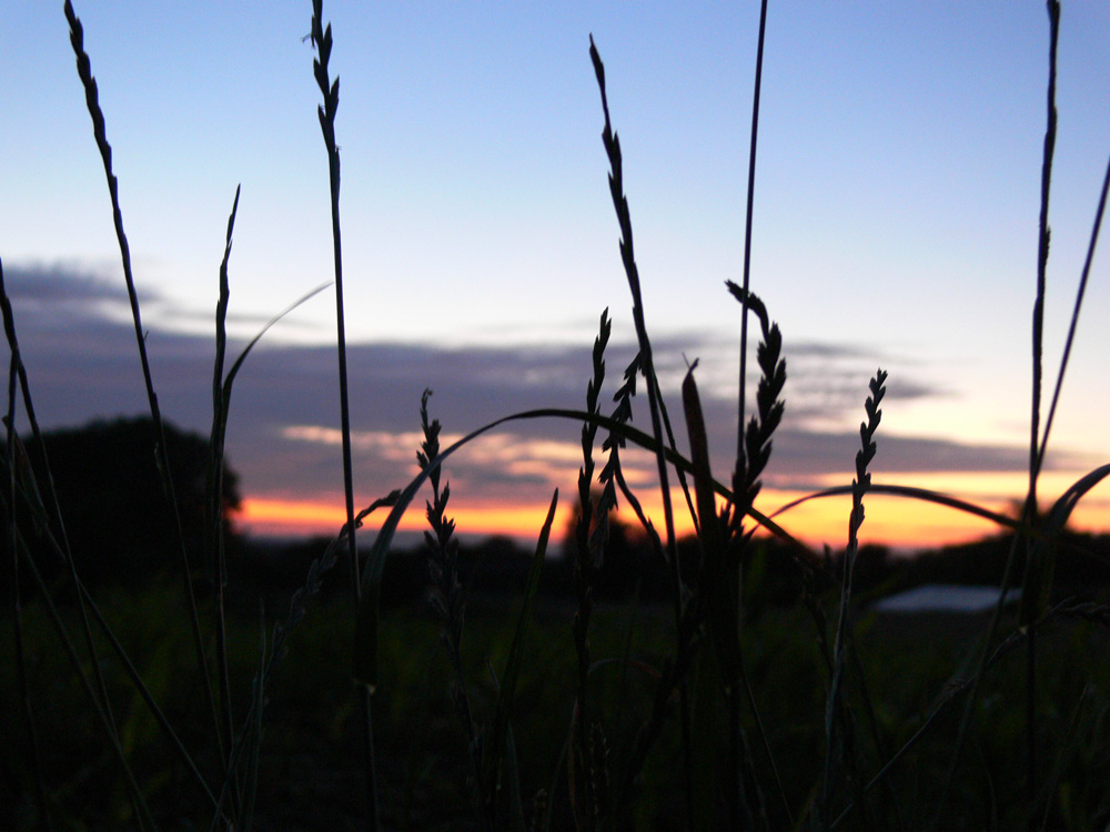 Bett im Kornfeld