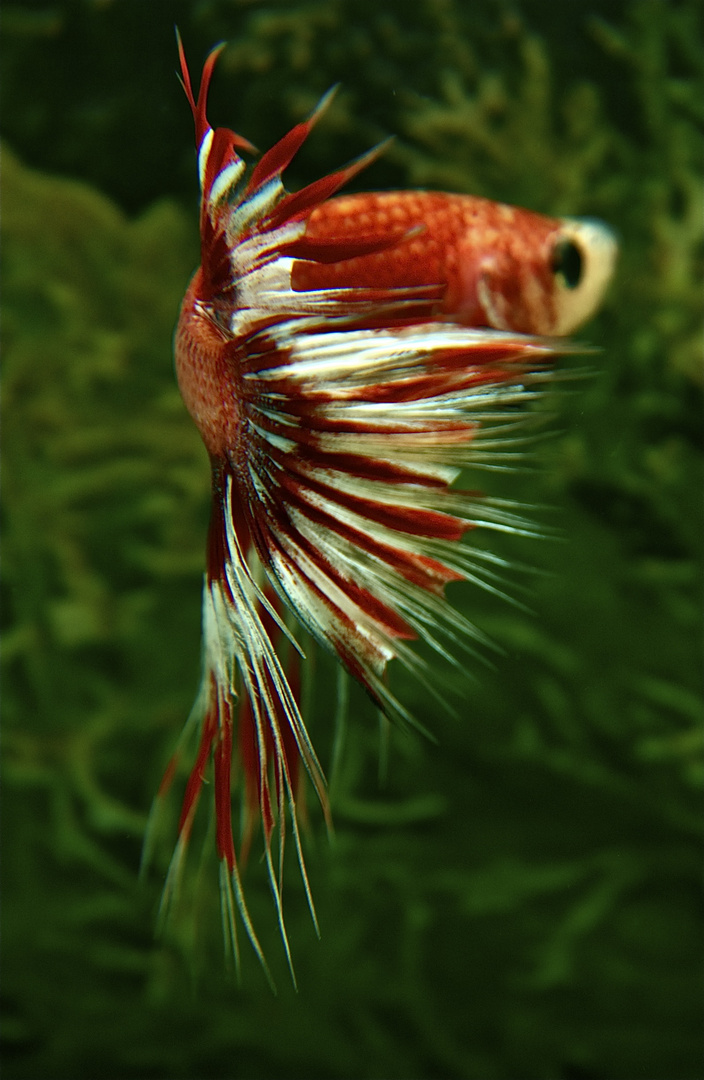 Betta 13