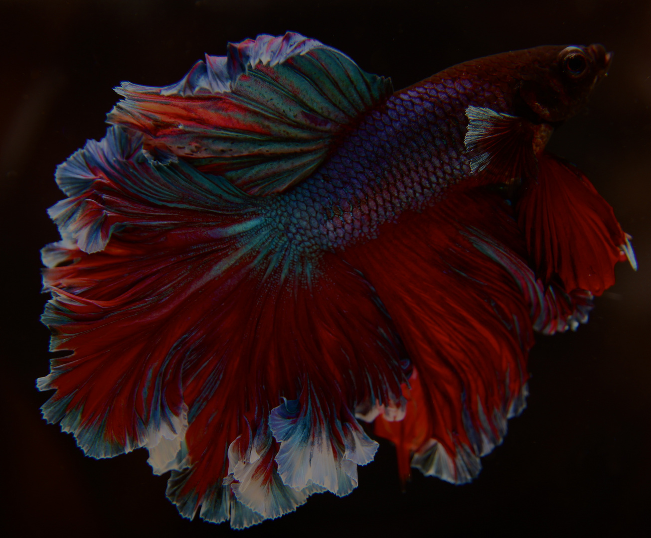 Betta 15