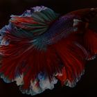 Betta 15