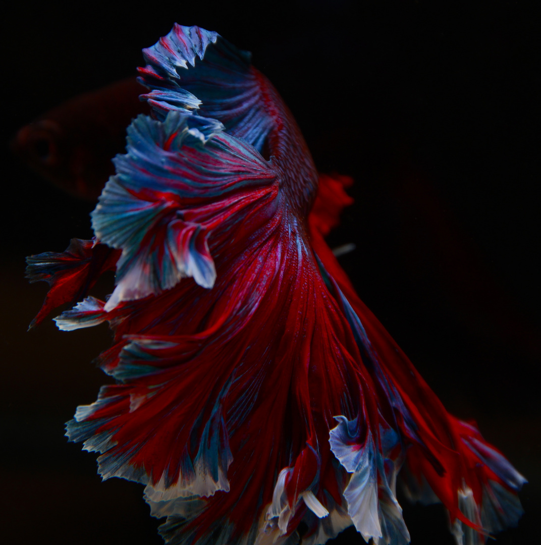 Betta 16