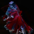 Betta 16