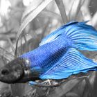 Betta azul.