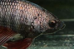 Betta Portrait