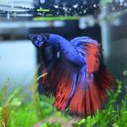 Betta splendens